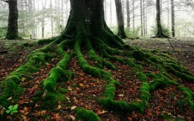 BS5837 Tree Survey – Surveys, Assessments and Reports
