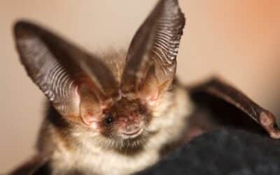 Bat Survey Guidance 2023 Updates