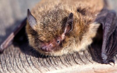 Bat Ecologist Services for Planning and Development