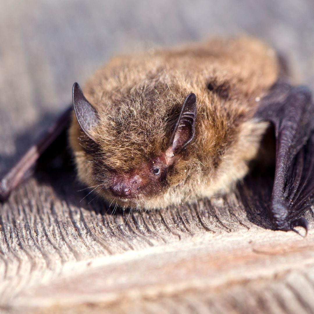 Bat Ecologist Services for Planning and Development Collington Winter