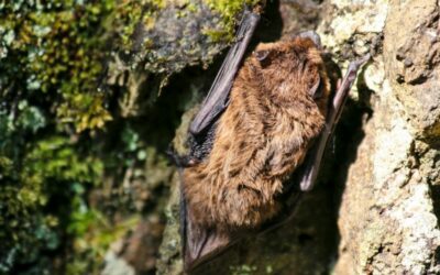 Bat Survey for Planning Application