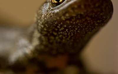 Great Crested Newt Survey Cost