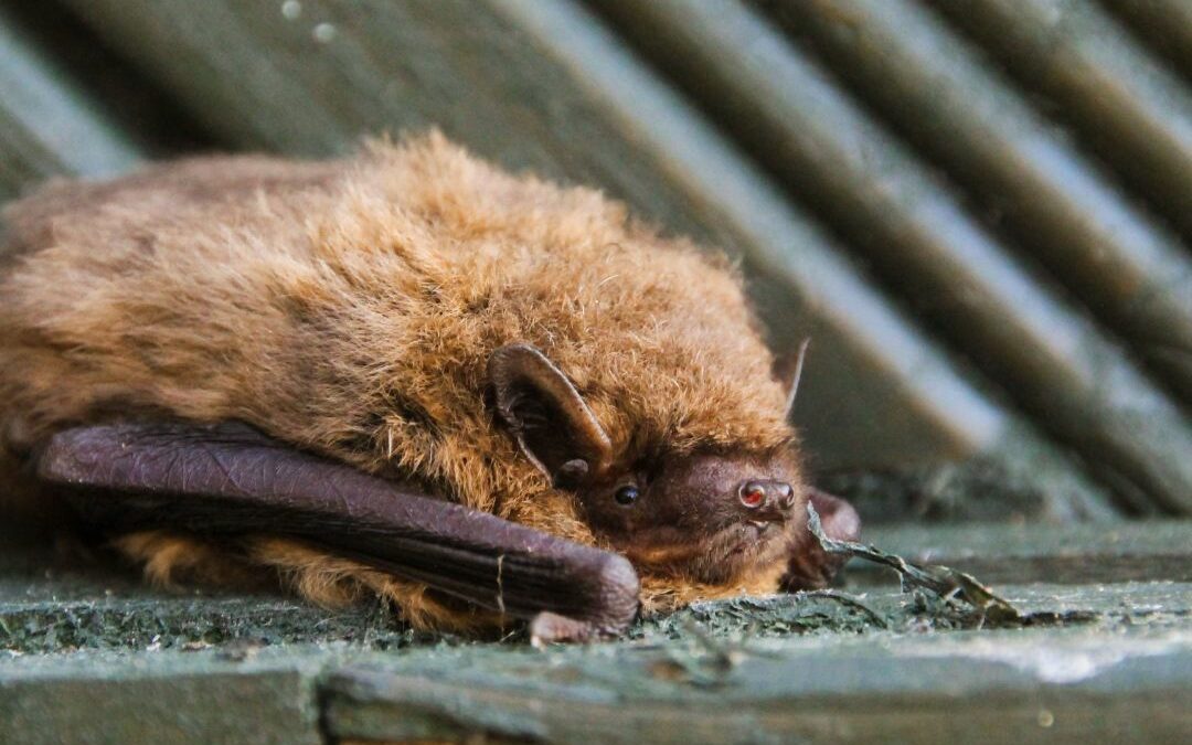 Bat Survey Season: Timings and Guidelines