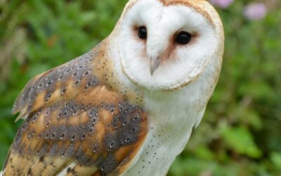 Barn Owl Report for Planning and Development