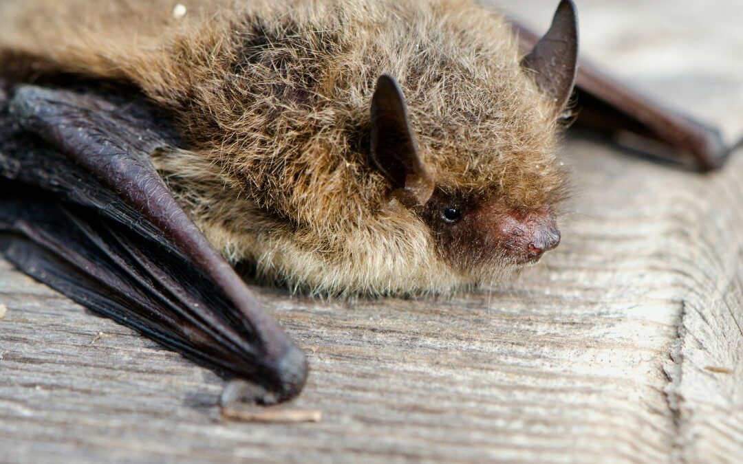 Bat Survey Report for Planning and Development