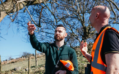 Supporting a Solar Development in Essex with Ecological Planning and Biodiversity Net Gain