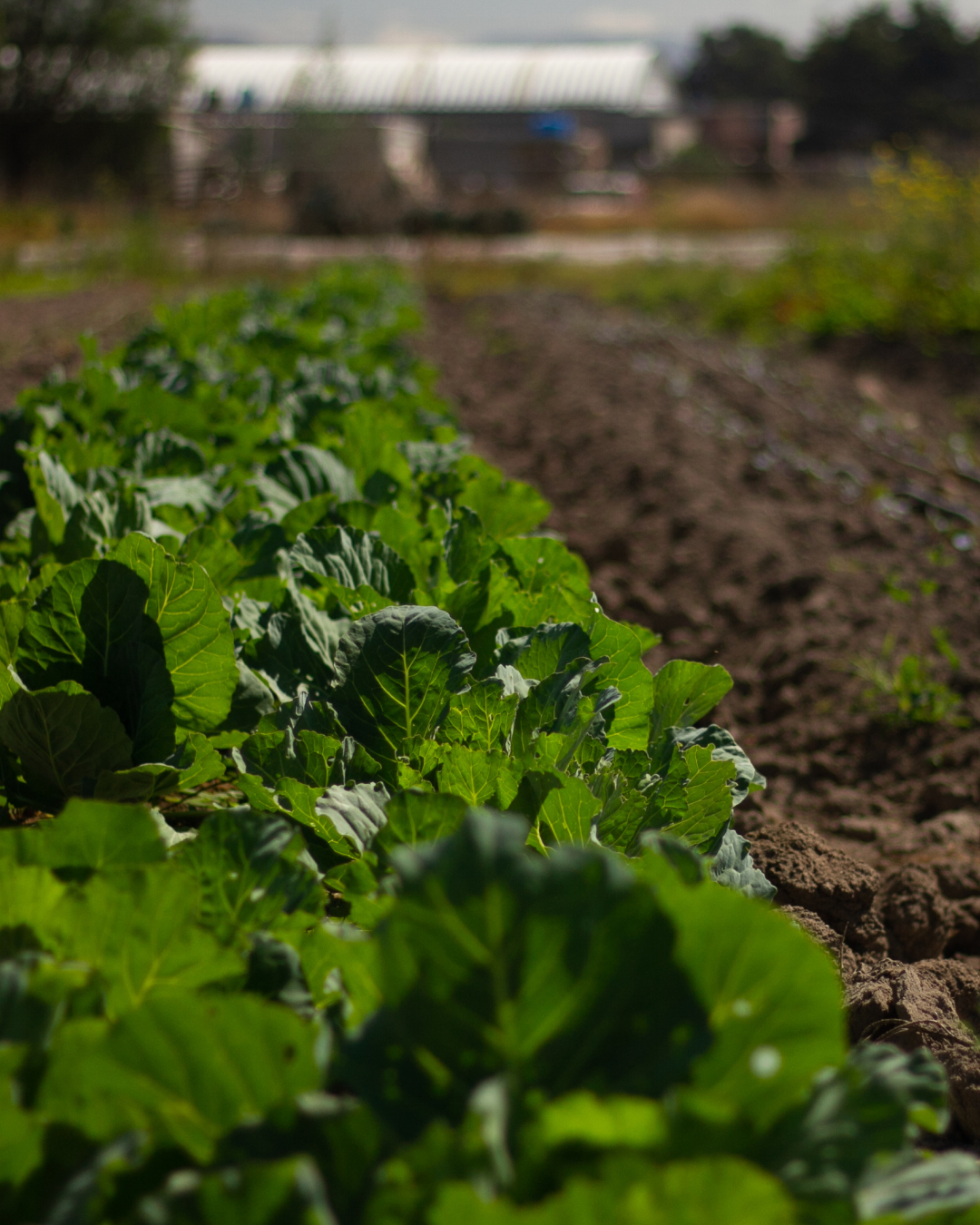 British Farming Subsidies - How Farmers Are Supported
