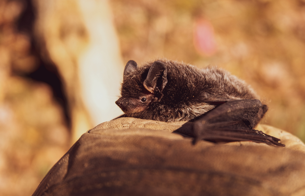 When Are Bat Surveys Required and What Is Involved?