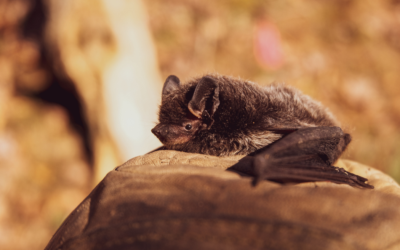 When Are Bat Surveys Required and What Is Involved?