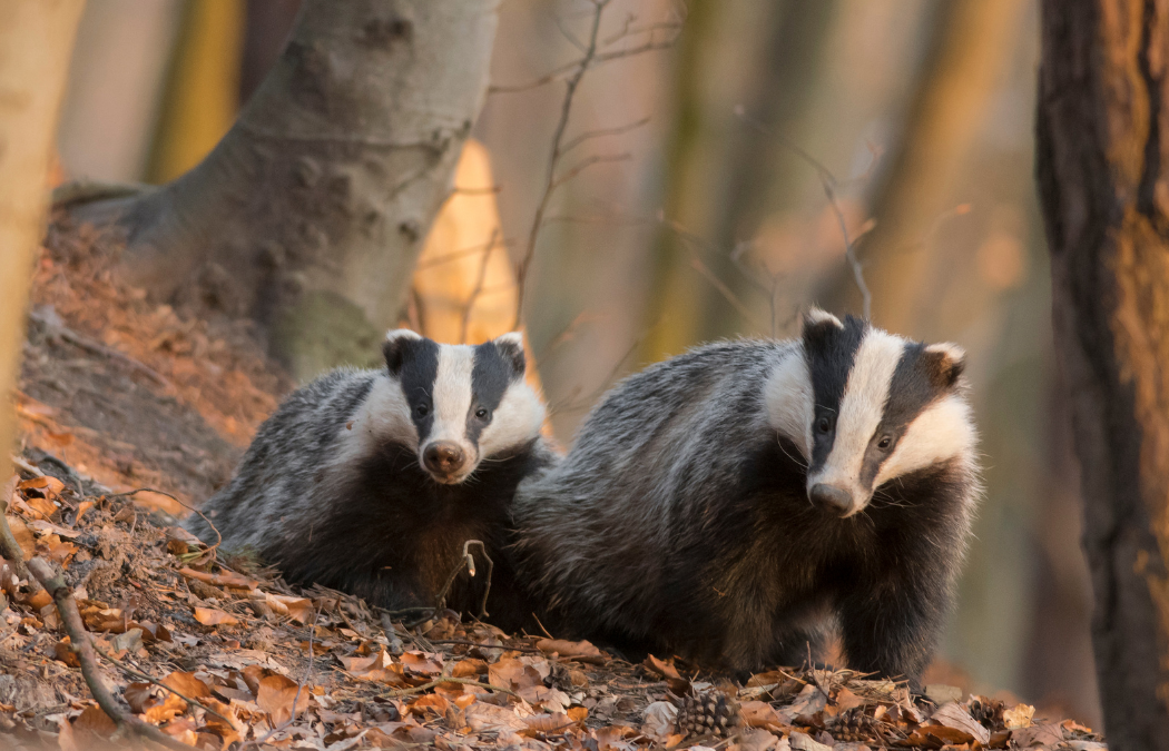 Badgers and development: What are the Legal Constraints?