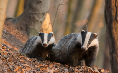 Badgers and development: What are the Legal Constraints?