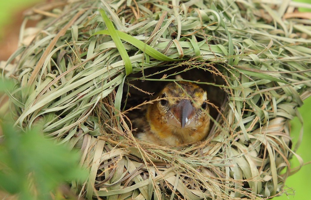 Are Nesting Birds Protected? – A Developer Guide