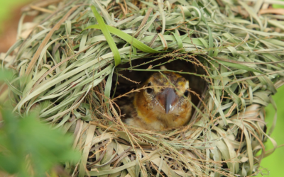 Are Nesting Birds Protected? – A Developer Guide