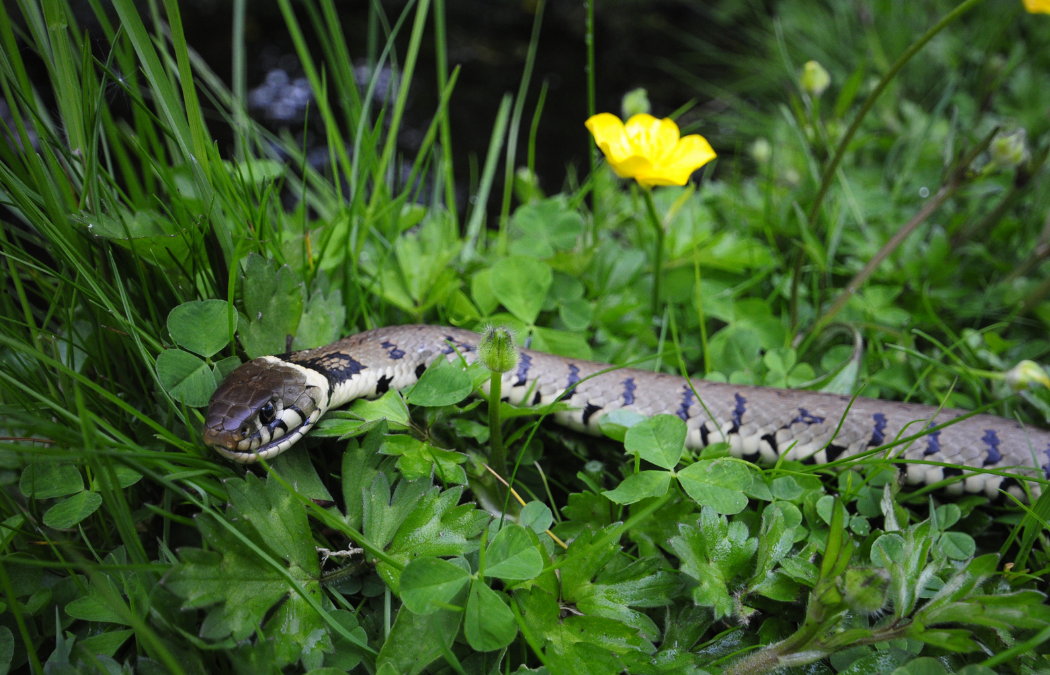 Do I Need a Reptile Survey? Survey Methods and Timing