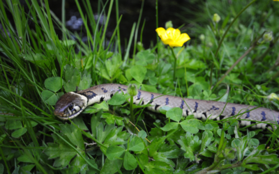 Do I Need a Reptile Survey? Survey Methods and Timing