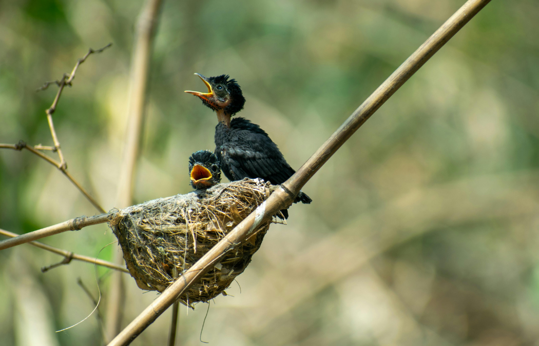 When is Nesting Bird Season in the UK? A Developer Guide