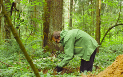 What is a Phase 2 Ecological Survey?