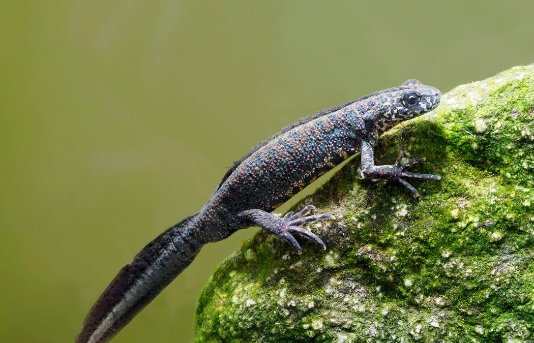 Are Great Crested Newts Protected? – A Guide for Developers