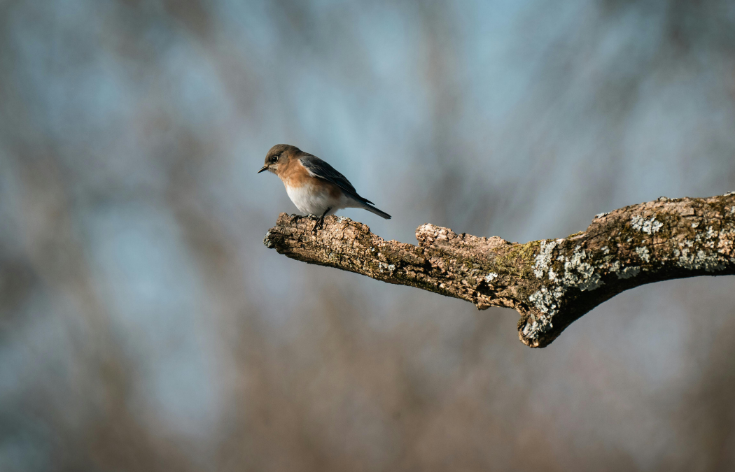 What Happens if Protected Species are Found On-Site?