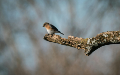 What Happens if Protected Species are Found On-Site?