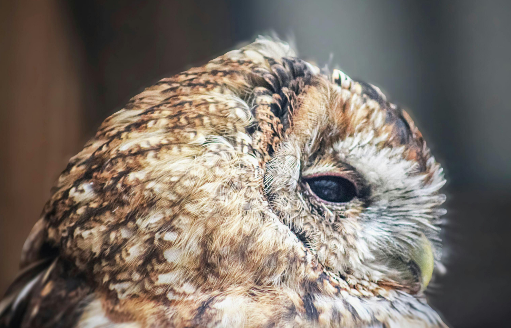 What Species Are Protected Under Environmental Law in the UK?