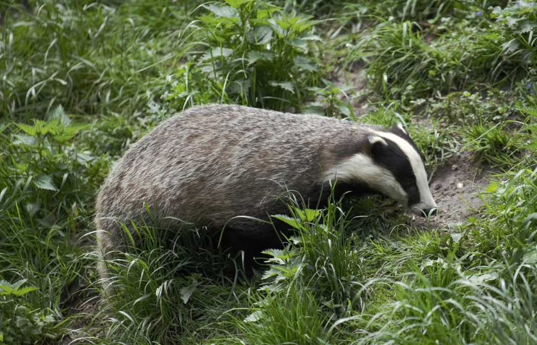 How Long are Badger Surveys Valid for?