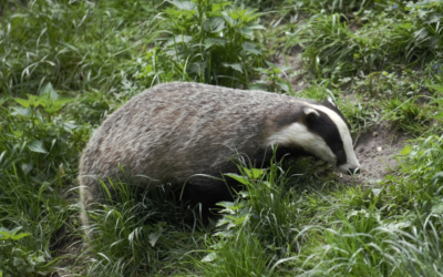 How Long are Badger Surveys Valid for?