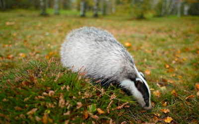 How to Organise a Badger Survey