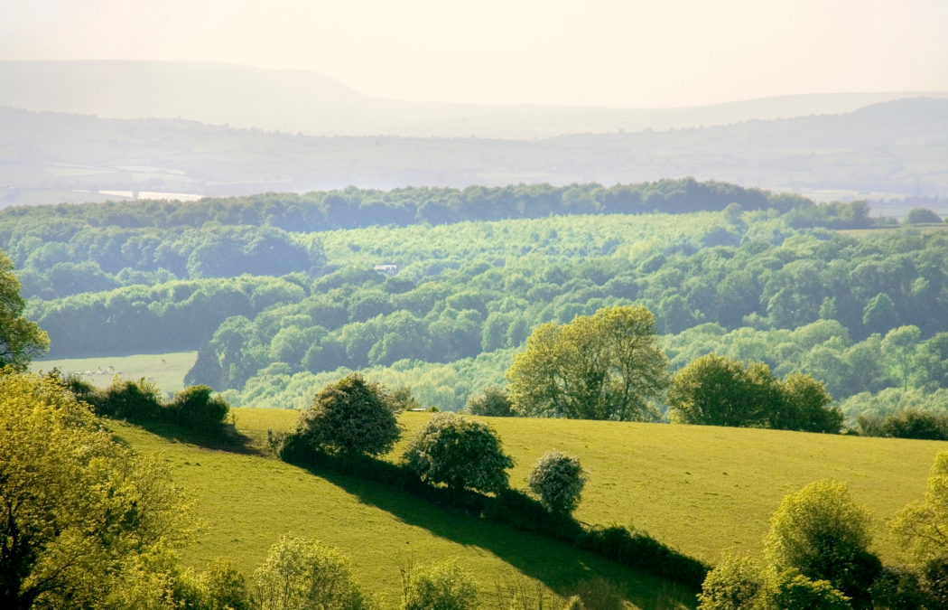 What is a Biodiversity Net Gain Assessment?