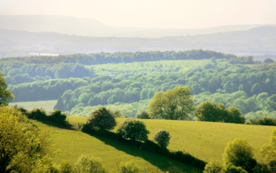 What is a Biodiversity Net Gain Assessment?