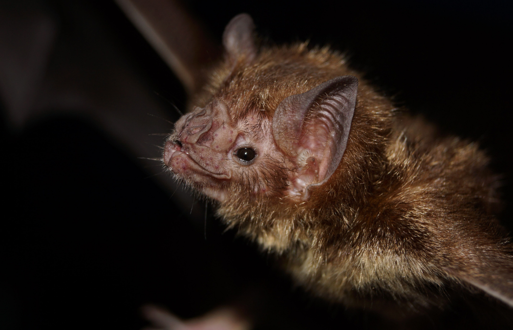 How Long is a Bat Survey Valid for in the UK?