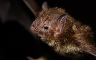 How Long is a Bat Survey Valid for in the UK?