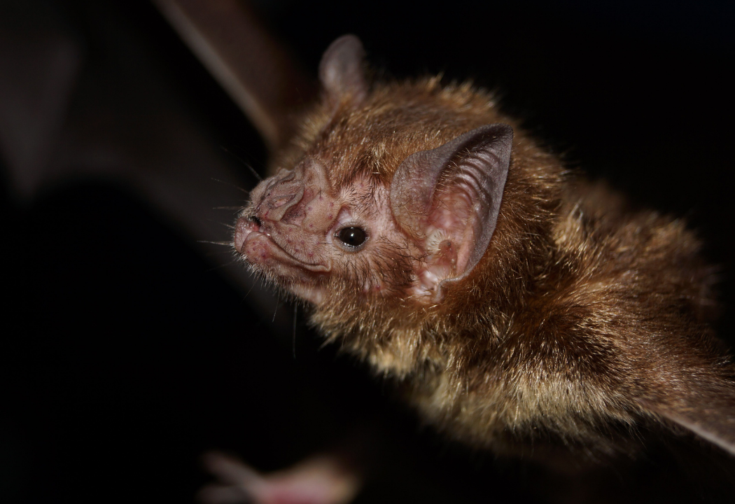 How Long Is a Bat Survey Valid for in the UK?