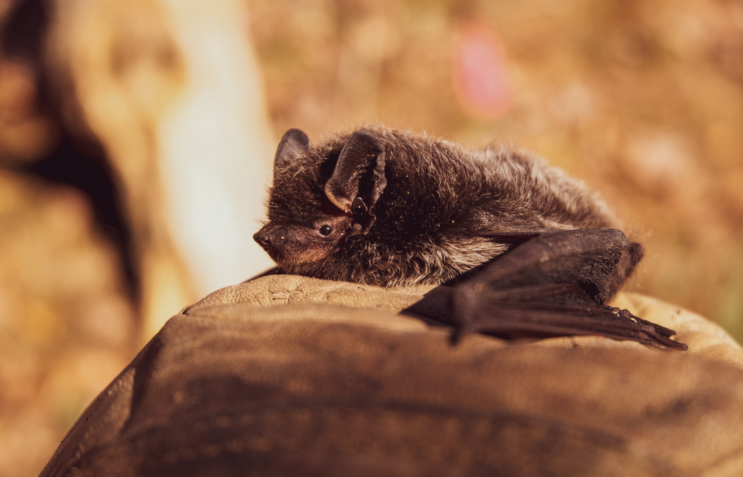 Are Planning Authorities Legally Obliged to Request Bat Surveys? 