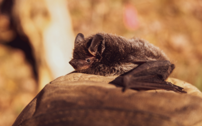 Are Planning Authorities Legally Obliged to Request Bat Surveys? 