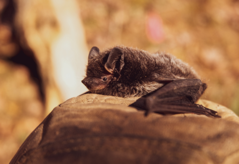Are Planning Authorities Legally Obliged to Request Bat Surveys ...