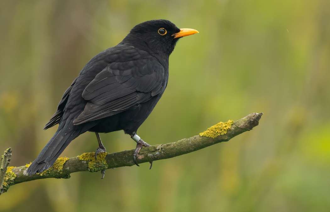 Breeding Bird Survey Guidelines: Guidance for Your Project