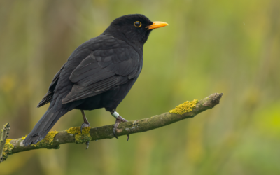 Breeding Bird Survey Guidelines: Guidance for Your Project