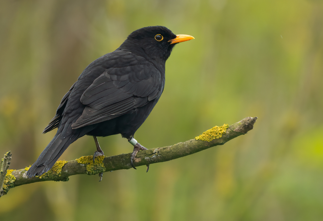 Breeding Bird Survey Guidelines: Guidance for Your Project