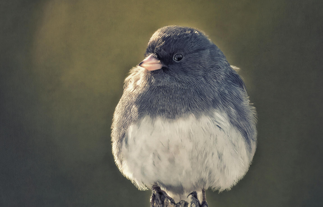 Nesting Bird Survey Guidelines: A Practical Guide