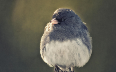 Nesting Bird Survey Guidelines: A Practical Guide