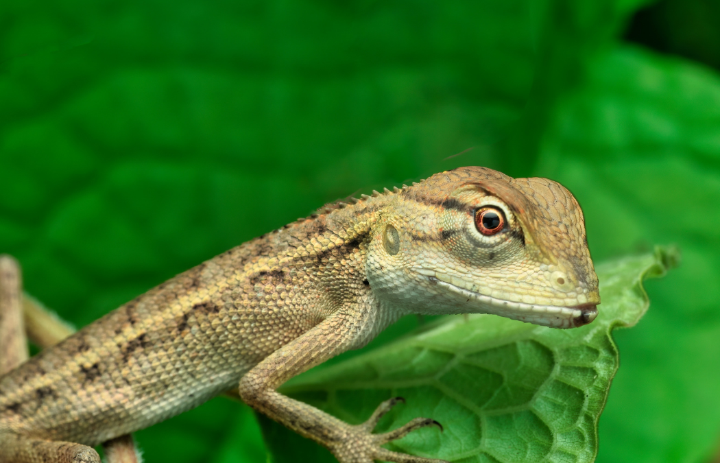 Reptile Survey Guidelines: What You Need to Know