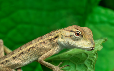 Reptile Survey Guidelines: What You Need to Know