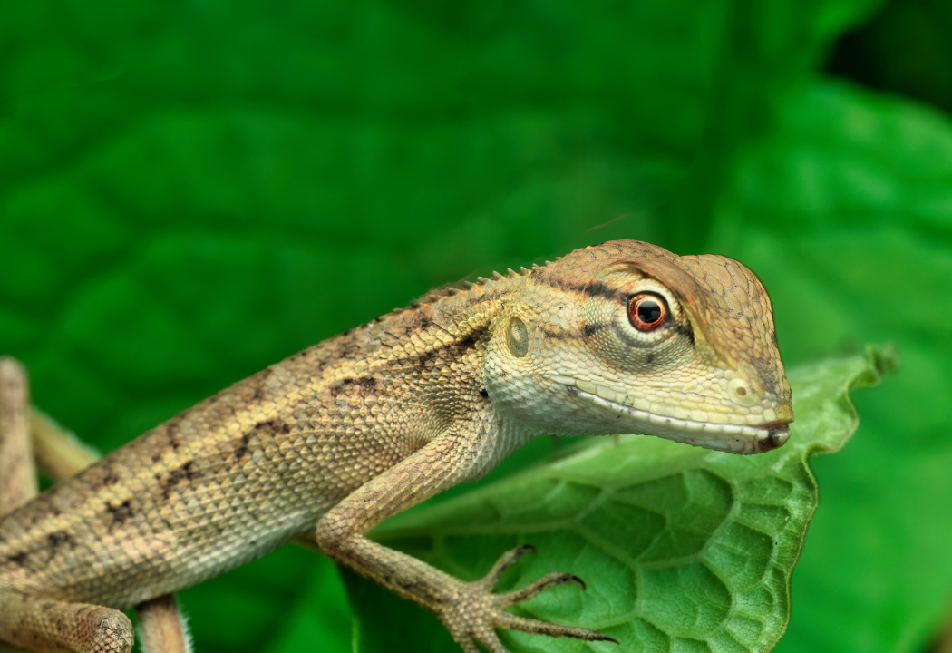Reptile Survey Guidelines: What You Need to Know