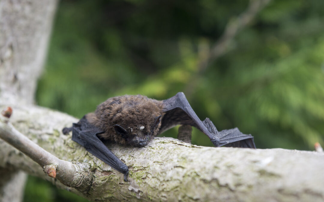 Bat Surveys and Mitigation for a Residential Redevelopment in Leicestershire