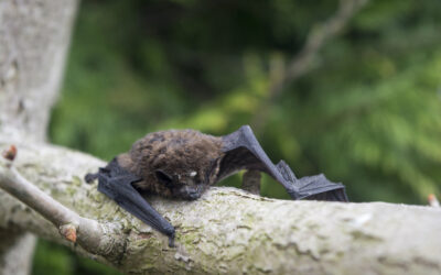 Bat Surveys and Mitigation for a Residential Redevelopment in Leicestershire