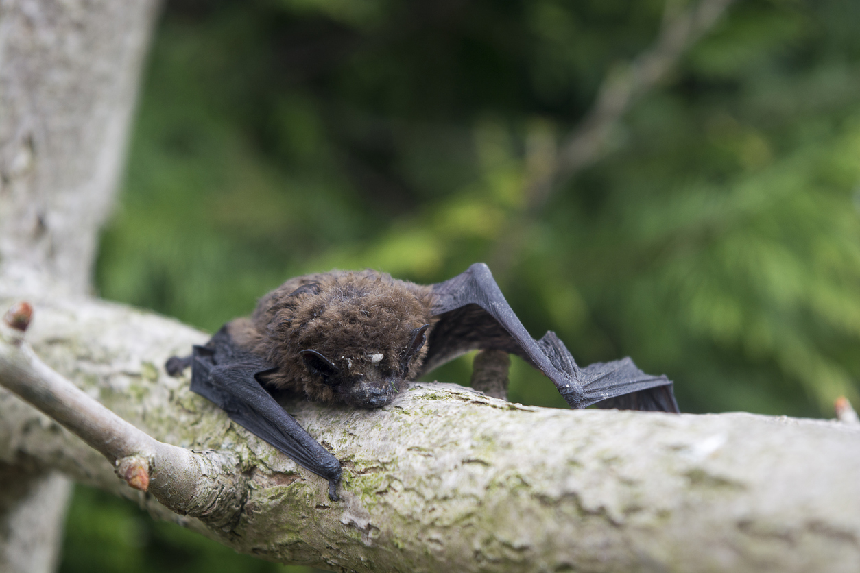 BAt survey residential development leicestershire