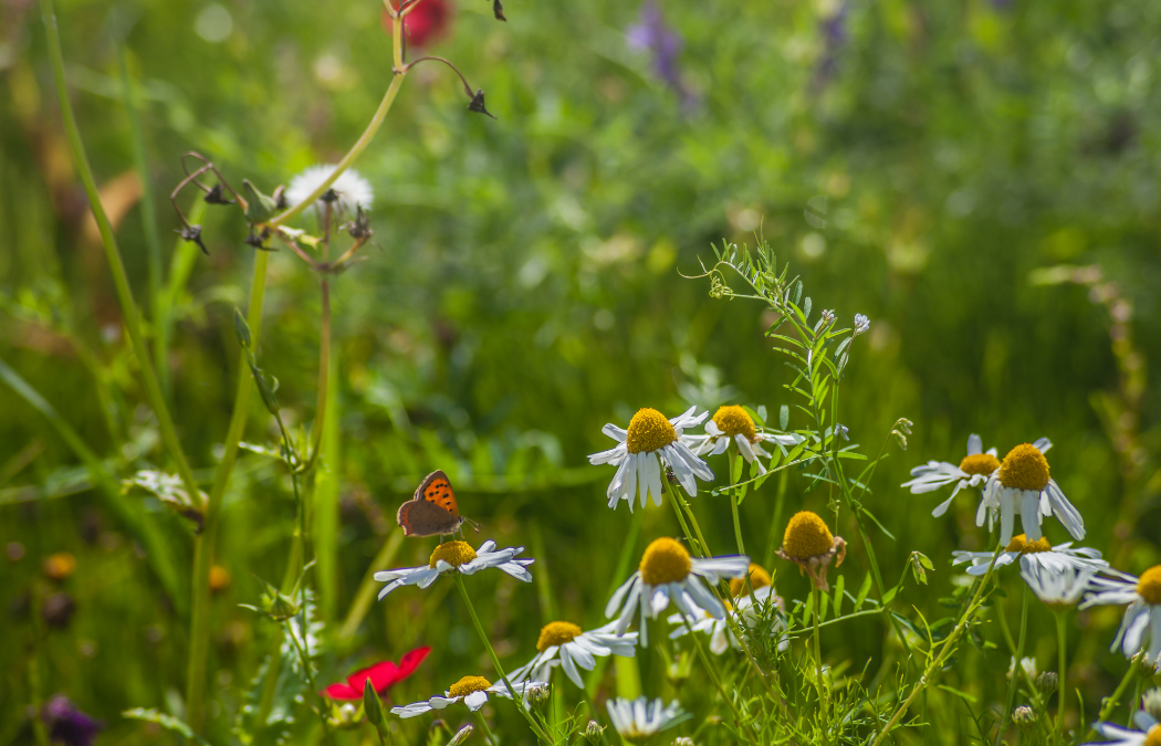 How a PEA Feeds Into Biodiversity Net Gain