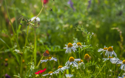 How a PEA Feeds Into Biodiversity Net Gain