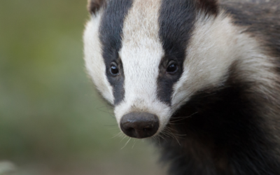 Badger Sett Creation and Licensing in Warrington